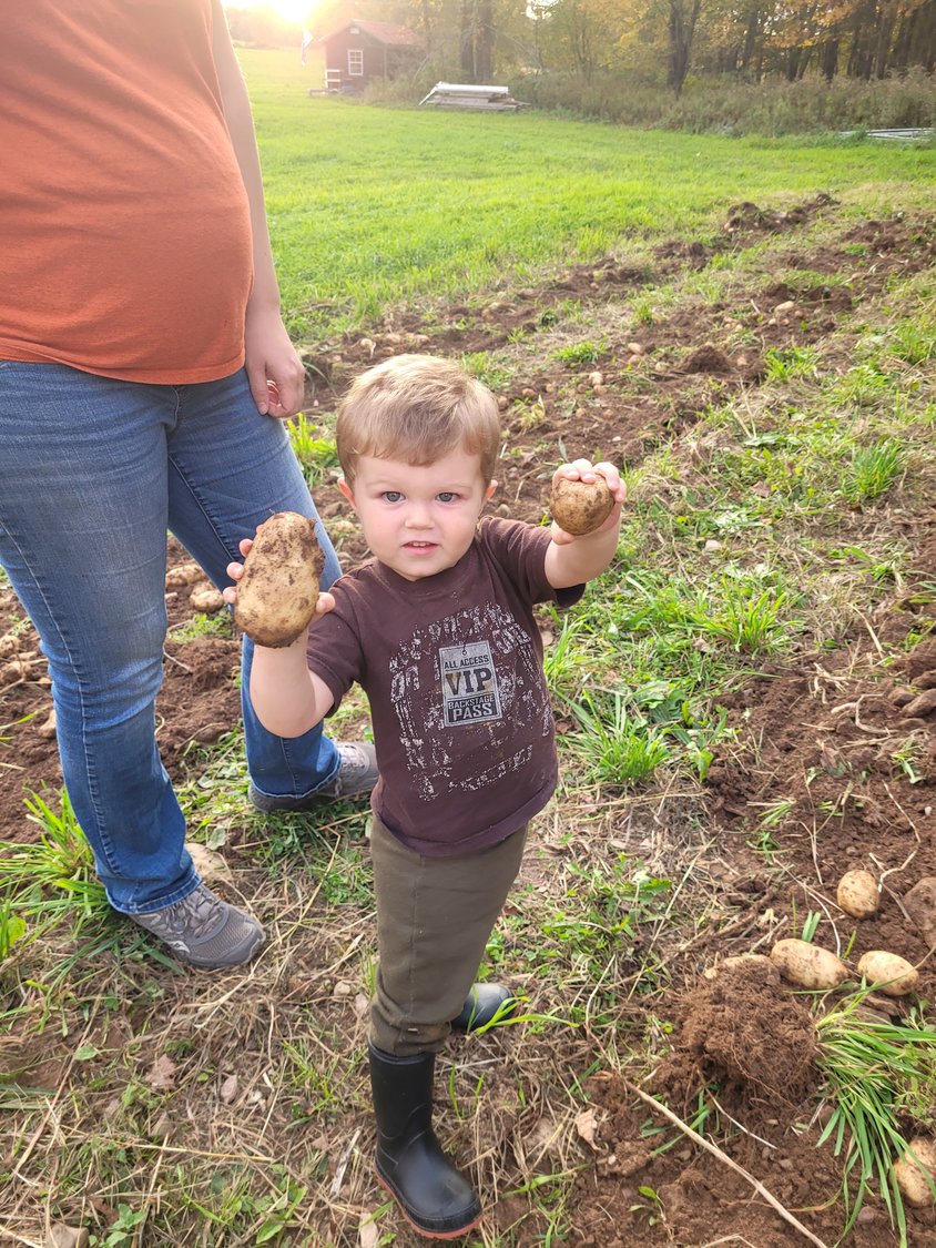 Boasting his harvest, my son proudly displays fistfuls of fresh-picked potatoes.